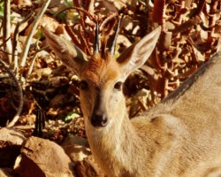 A tiny Duiker