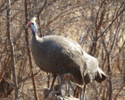 Guinea Fowl