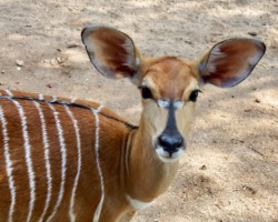 Young Nyala
