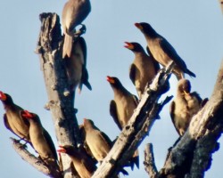 Oxpeckers