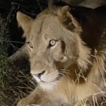 Beautiful right? (33)