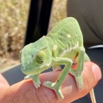 Chamillion - So Cute (32)