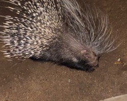 Porcupine in the backyard!