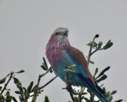 Lilac Breasted Roller