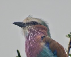 Lilac Breasted Roller