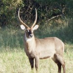 Male Water Buck (28)