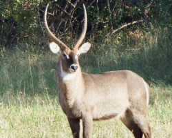 Male Water Buck (28)
