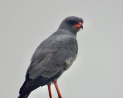 Small Raptor