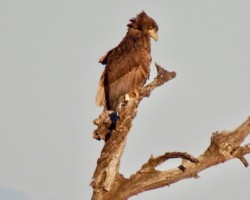 Walberg Eagle