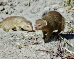 Slender Mongoose (Breed not description)