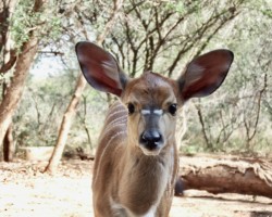 Precious - 10 day Nyla Baby