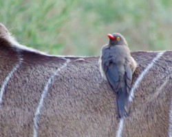 Oxpecker