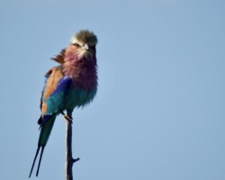 Lilac Breasted Roller