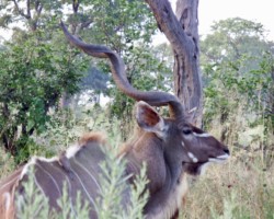 Look at these crazy horns