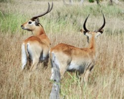 Red Lechwe Antelope