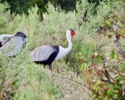 Red Wattle Crane
