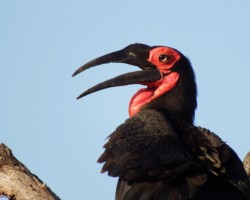 Awesome Ground Hornbill (27)
