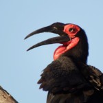 Awesome Ground Hornbill (27)