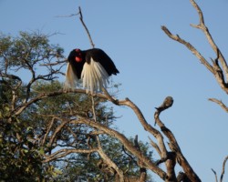 Ground Hornbill