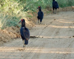 Three Ground Hornbills Ground Hornbill