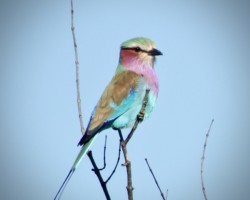 Yesterday's Lilac Breasted Roller (25)
