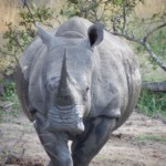 Rhino (21)