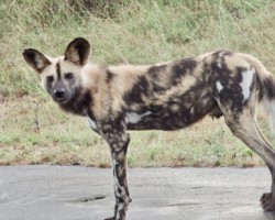 Wild Dog
