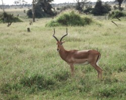 Impala Male