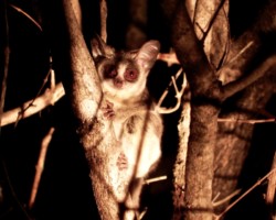 Bush Baby (15)