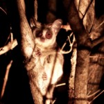 Bush Baby (15)