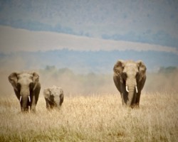 Ellies in Kenya (16)