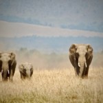 Ellies in Kenya (16)