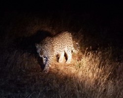 Leopard at Night