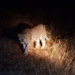 Leopard at Night