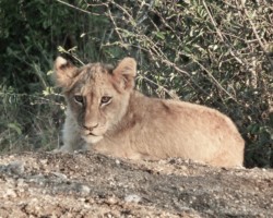 Baby Lion