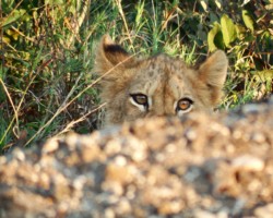 Baby Lion