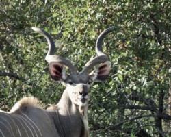 Male Kudu