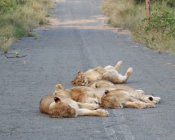 Puddle of Lions