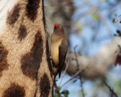 Oxpecker on Giraffe Neck