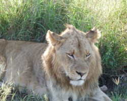 Male Lion