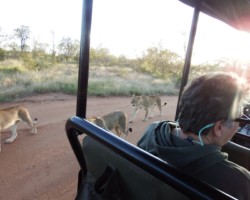 Lions near the car