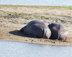 Hippo Bottoms