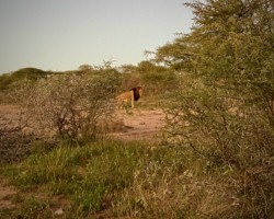 Lion in the bush