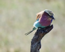 Lilac Breasted Roller with spider