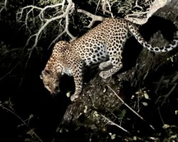 Leopard in a tree (18)