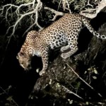 Leopard in a tree (18)