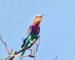 Lilac Breaster Roller #1 (14)