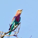 Lilac Breaster Roller #1 (14)