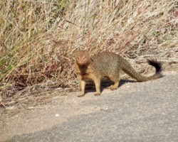 Slender Mongoose