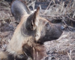 Wild Dog (6)